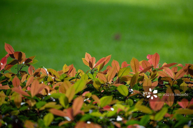 红叶石楠叶子图片素材