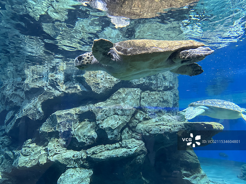 日本名古屋港水族馆海龟图片素材