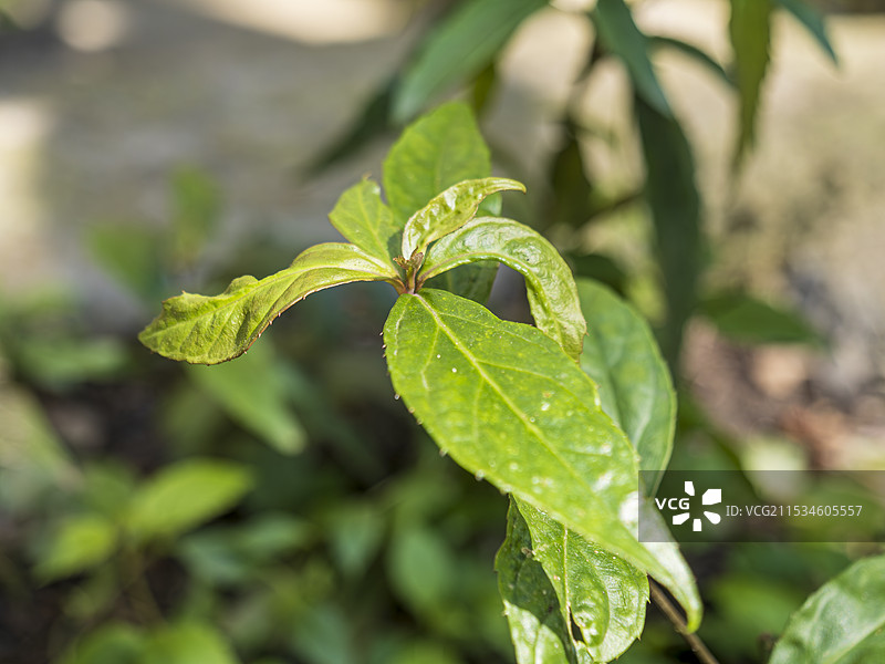 药用植物腹水草，传统中医中药图片素材