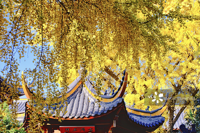 合肥明教寺银杏黄图片素材