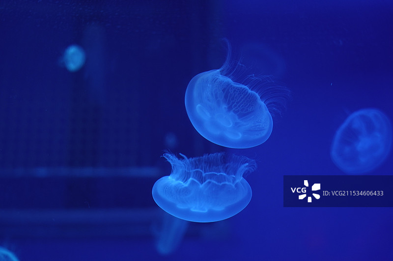 胖胖海月水母两只游泳特写图片素材