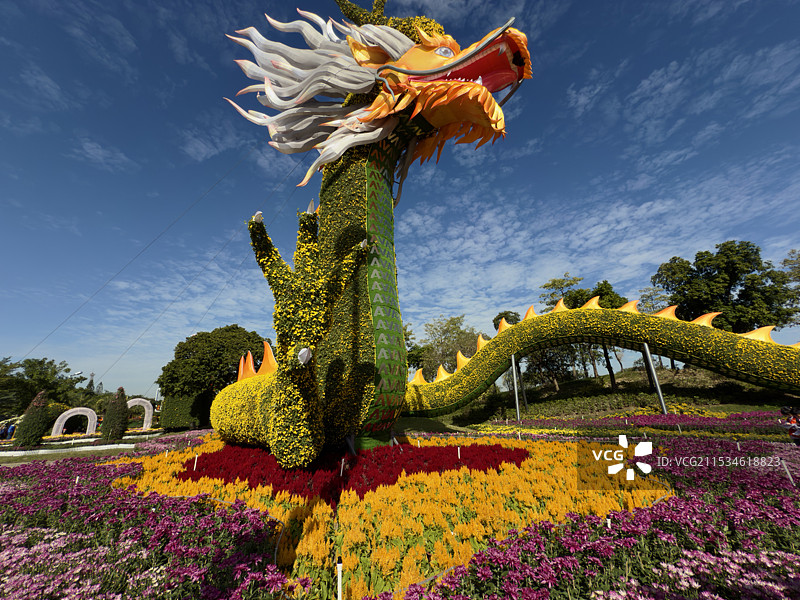 中山小榄菊花会2024图片素材