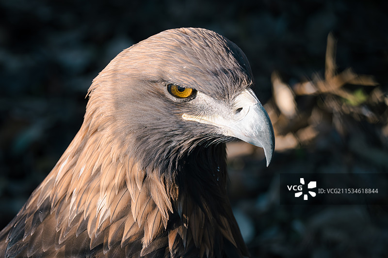 北京动物园鹰图片素材