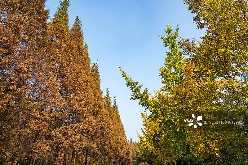 成都初冬晴日升仙湖公园的水杉树与银杏图片素材