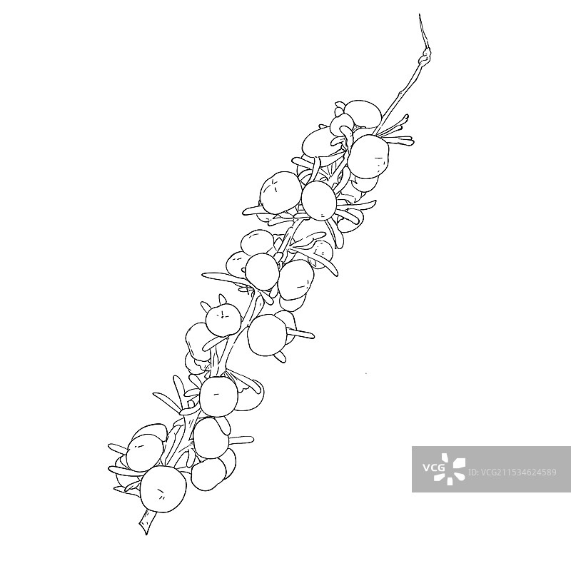 黑枸杞插画图片素材