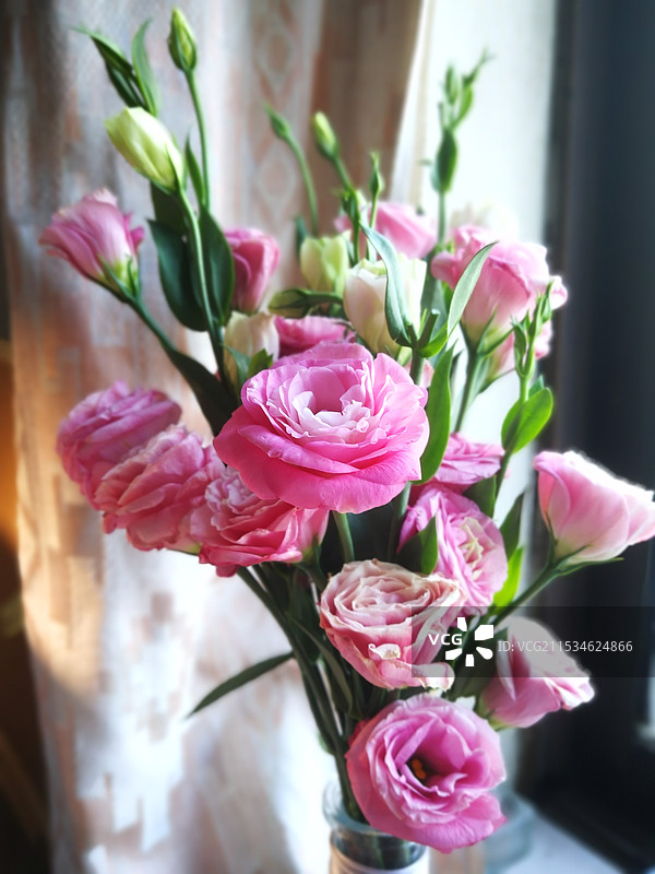 一束桔梗花图片素材