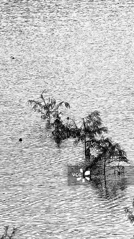 钢笔画般的池水杉图片素材