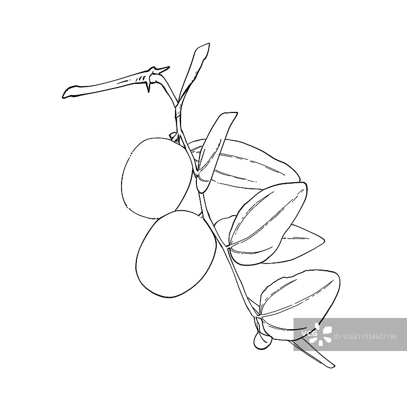 酸枣插画图片素材