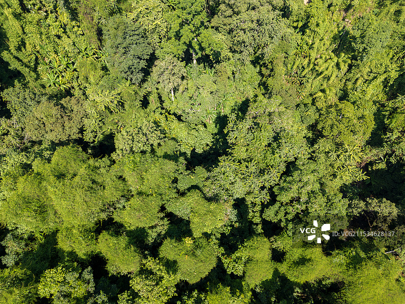 航拍西双版纳热带原始森林图片素材