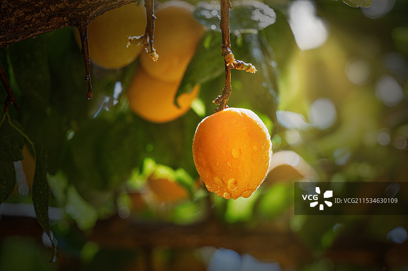 成熟的杏挂满枝头图片素材