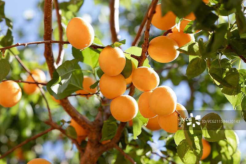 成熟的杏挂满枝头图片素材