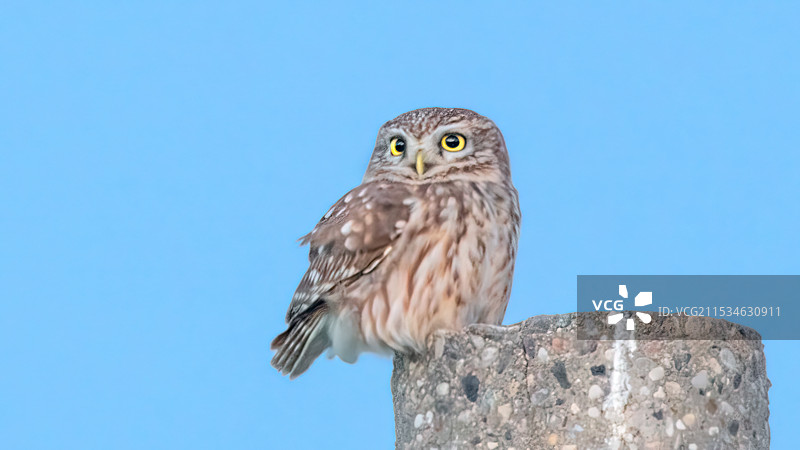 纵纹腹小鸮图片素材