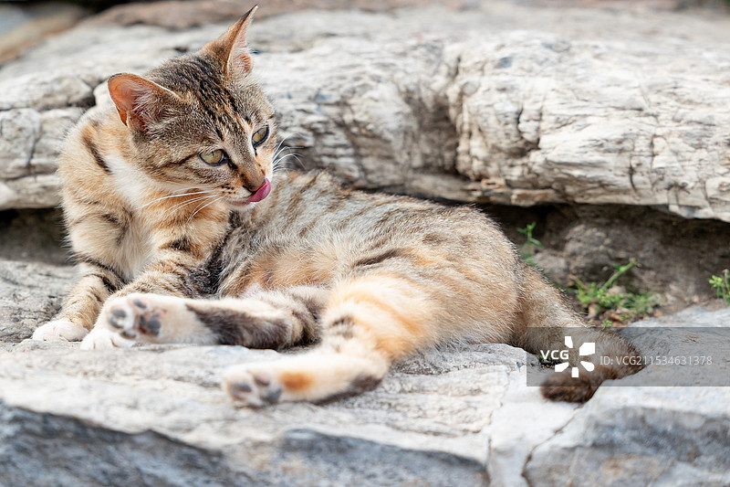 宠物 家猫 流浪猫图片素材