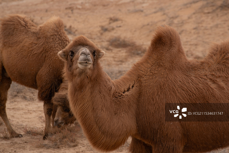 沙漠中的骆驼图片素材