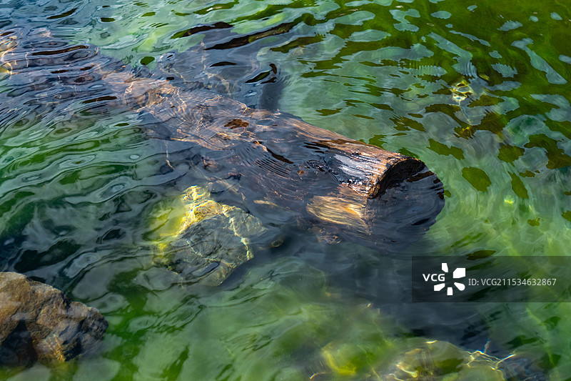 水下木头图片素材