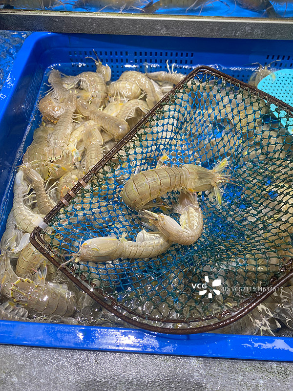 市场上售卖的装在水箱中的皮皮虾，虾爬子图片素材