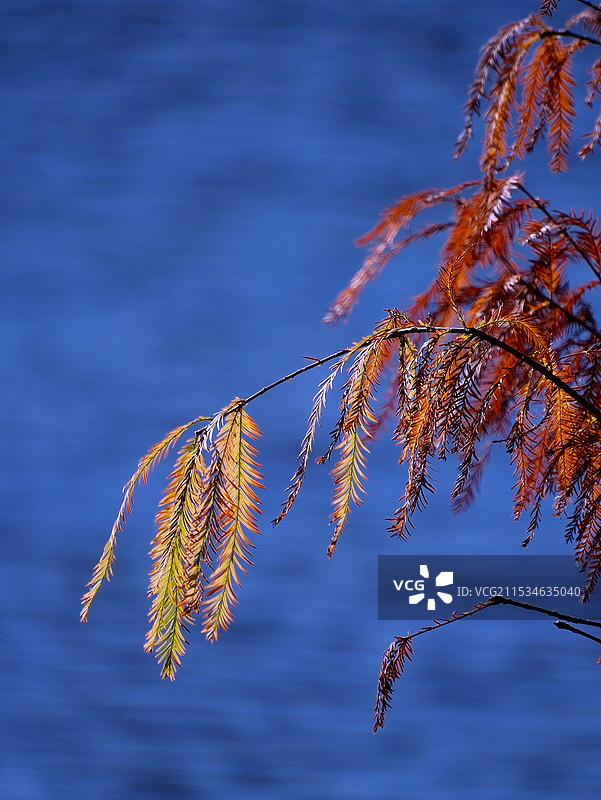 昆明三家村水杉图片素材