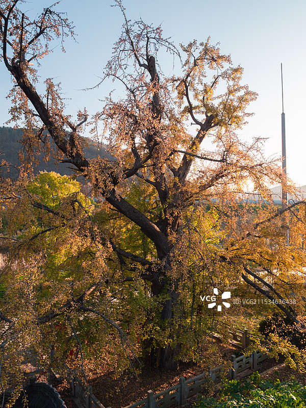 南京湖山村千年古银杏图片素材