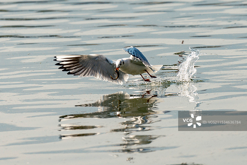 海鸥捕鱼图片素材