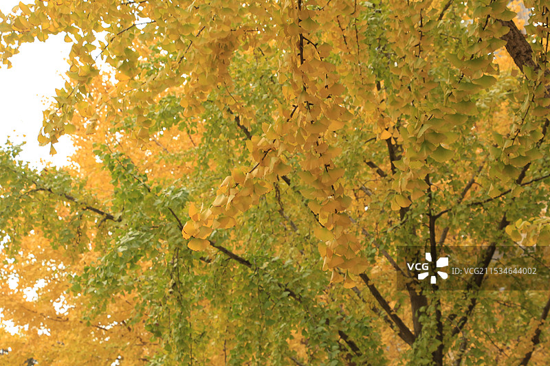 上海长宁古北黄金城道步行街的银杏图片素材