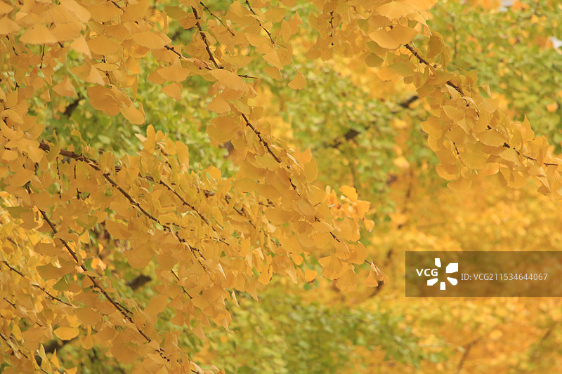 上海长宁古北黄金城道步行街的银杏图片素材