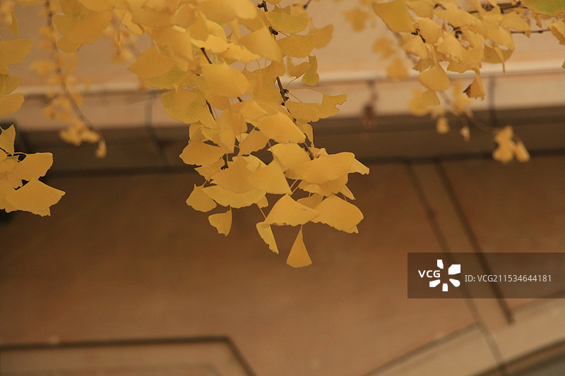 上海长宁古北黄金城道步行街的银杏图片素材