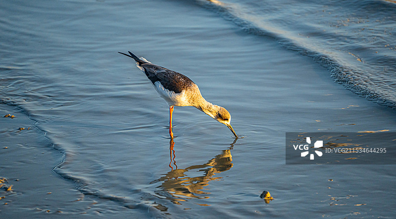 金色的夕阳打在正在深圳湾公园觅食的长脚鹬身上图片素材