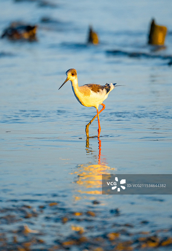 金色的夕阳打在正在深圳湾公园觅食的长脚鹬身上图片素材