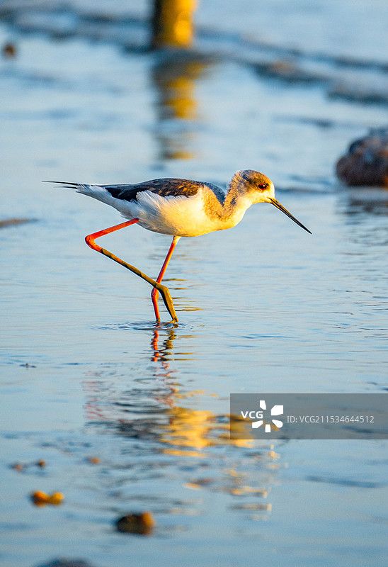 金色的夕阳打在正在深圳湾公园觅食的长脚鹬身上图片素材