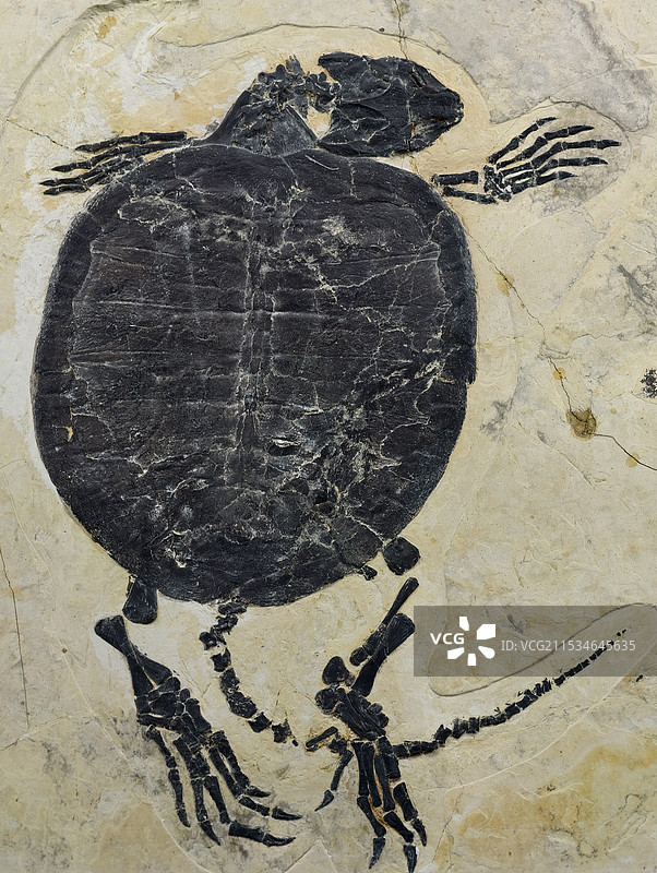 乌龟化石图片素材