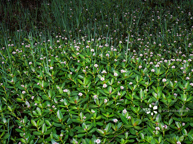 野外开花植物特写图片素材