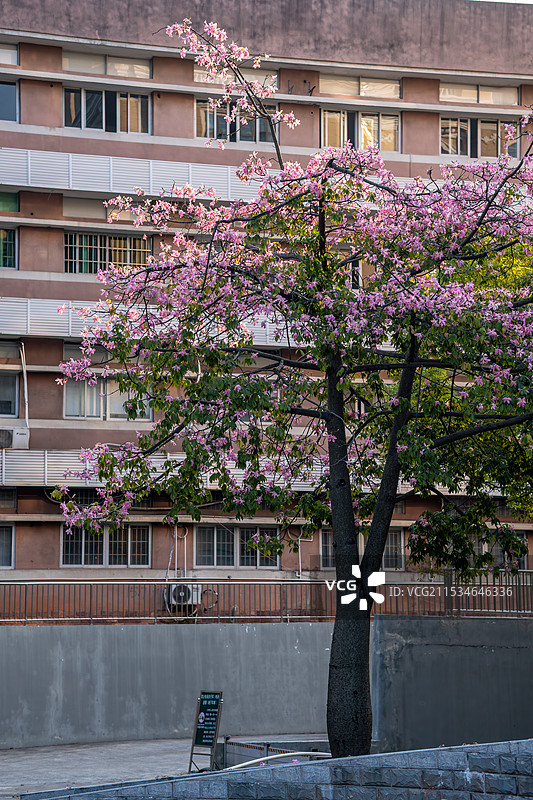 中山大学夹竹桃花朵图片素材