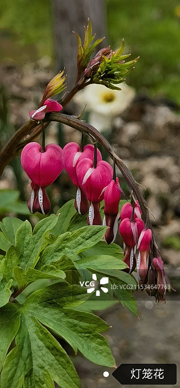 灯笼花图片素材
