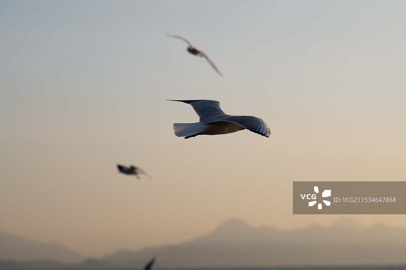 落日与海鸥图片素材