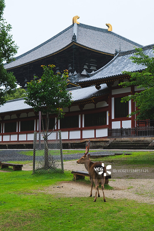 夏天日本奈良公园里的小鹿与东大寺佛教建筑图片素材