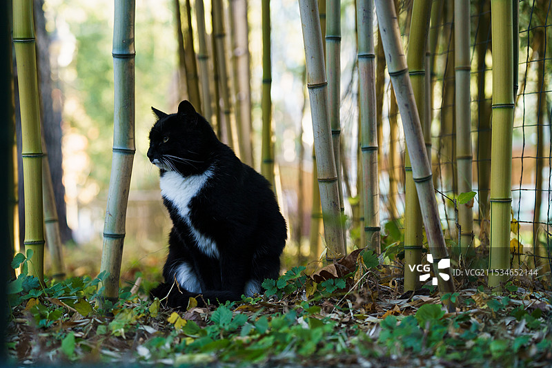 紫竹院公园 秋天 竹林里的猫图片素材