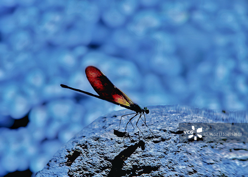 秋天溪边的色蟌图片素材