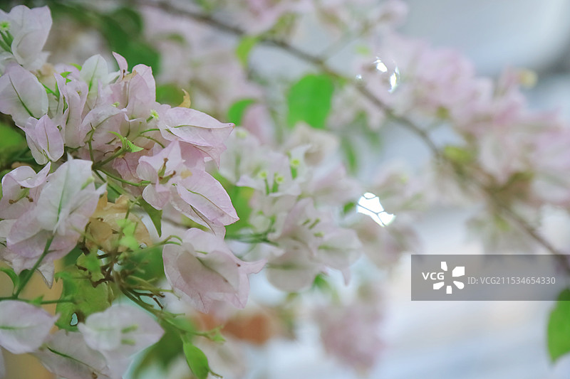 常州夏溪花木市场家庭园艺花园节图片素材