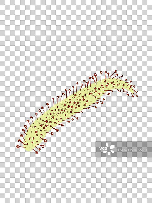 茅膏菜图片素材