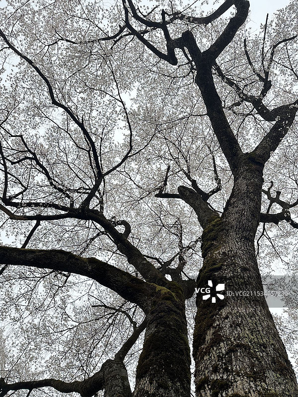 日本三大樱花树之一岐阜县根尾谷薄墨樱（樱花）图片素材