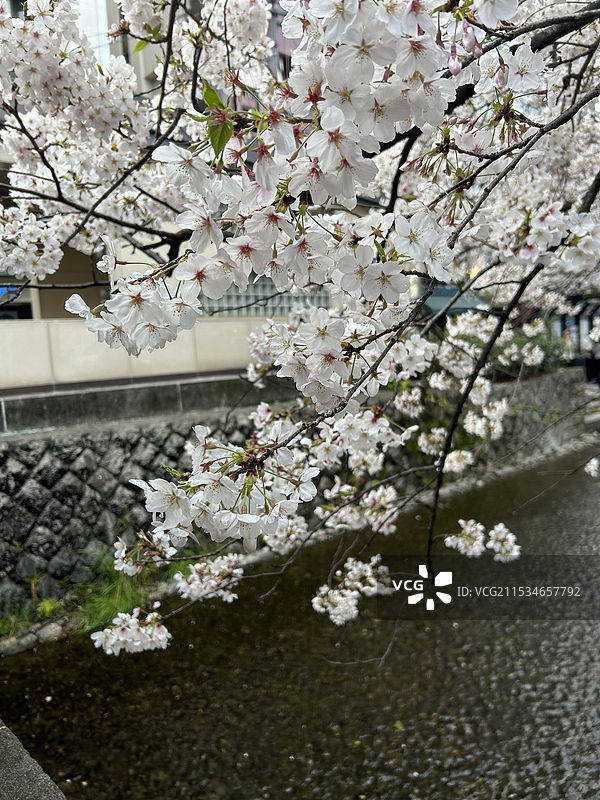 日本京都花见小路景色图片素材