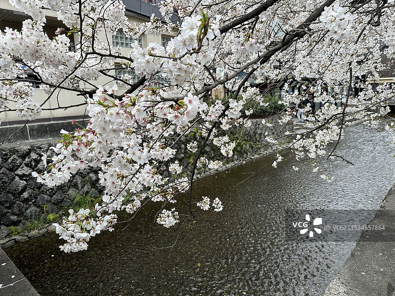 日本京都花见小路景色图片素材