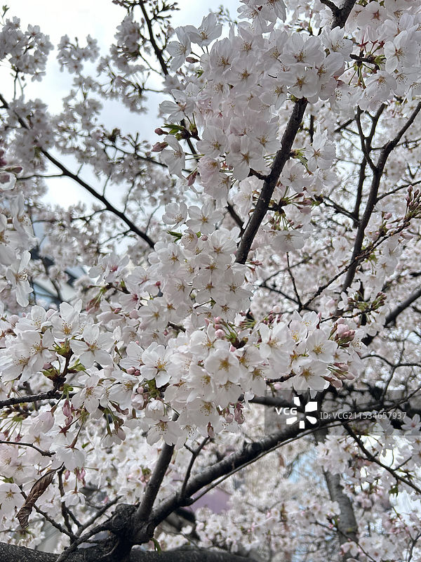 日本京都花见小路景色图片素材