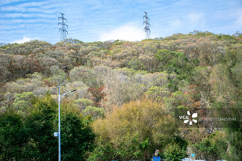 厦门东坪山公园 荒野 秋天 树林与天空图片素材
