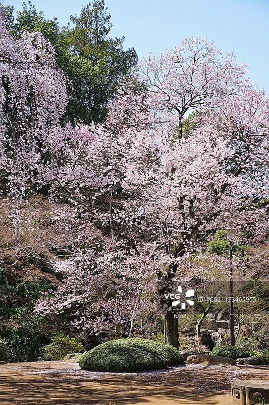 日本关东地区，川越喜多院，古建筑与樱花，垂枝樱图片素材