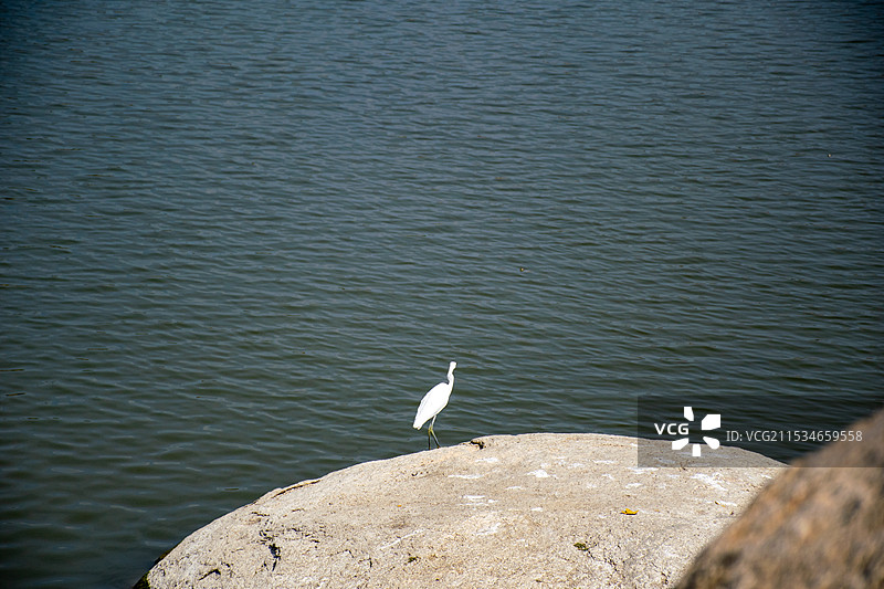 厦门东坪山公园 水库边的景色 白鹭 荒草地图片素材