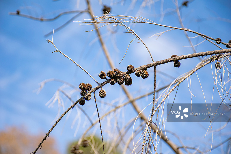 厦门东坪山公园 荒野里的秋天 木麻黄的果实图片素材