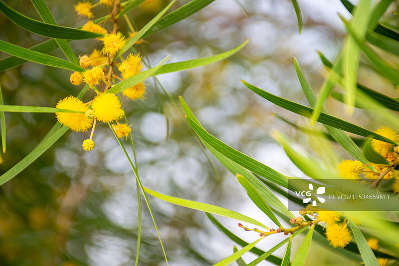 厦门东坪山公园 盛开的台湾相思树图片素材