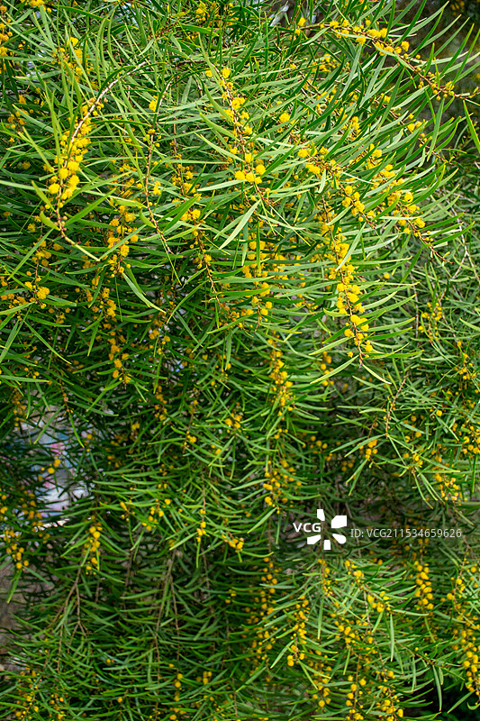 厦门东坪山公园 盛开的台湾相思树图片素材