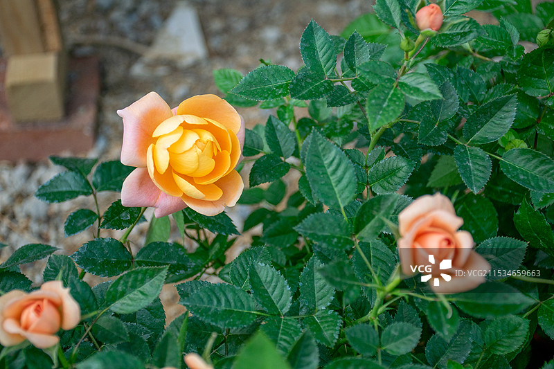 厦门东坪山公园 月季花 香槟色图片素材